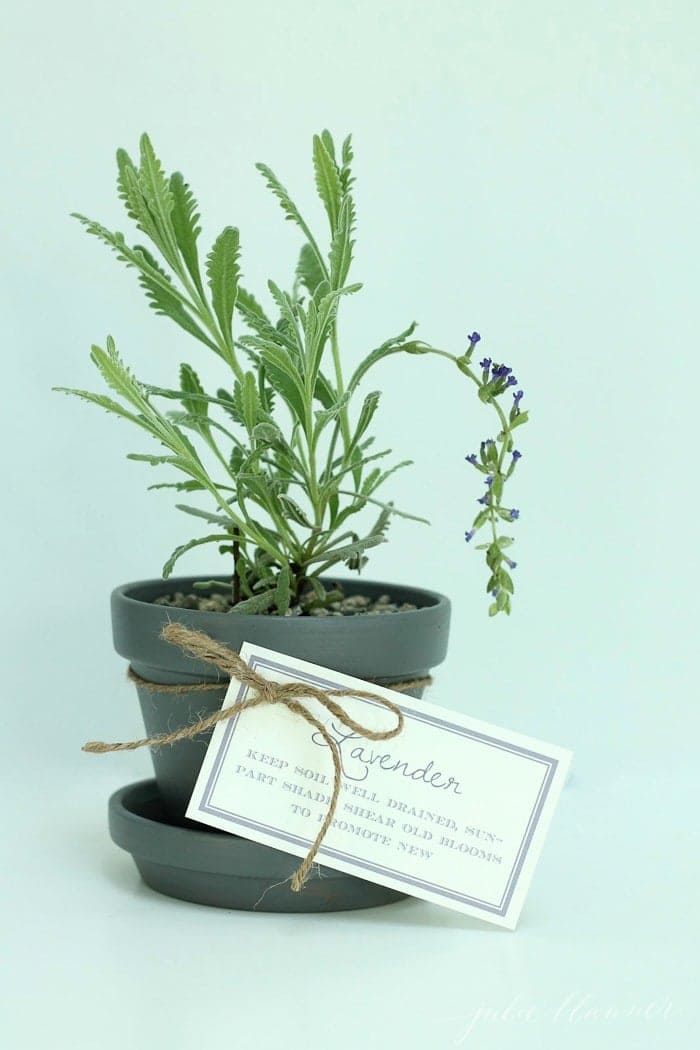 Potted lavender makes a beautiful housewarming gift, complete with free printable gift tags