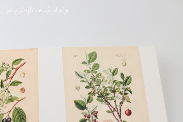 Home Decor Idea - how to make botanical art