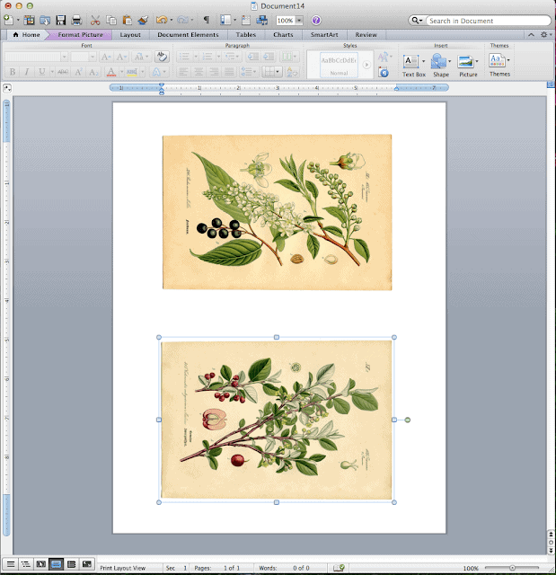 A screenshot of botanical art prints on a computer before printing.