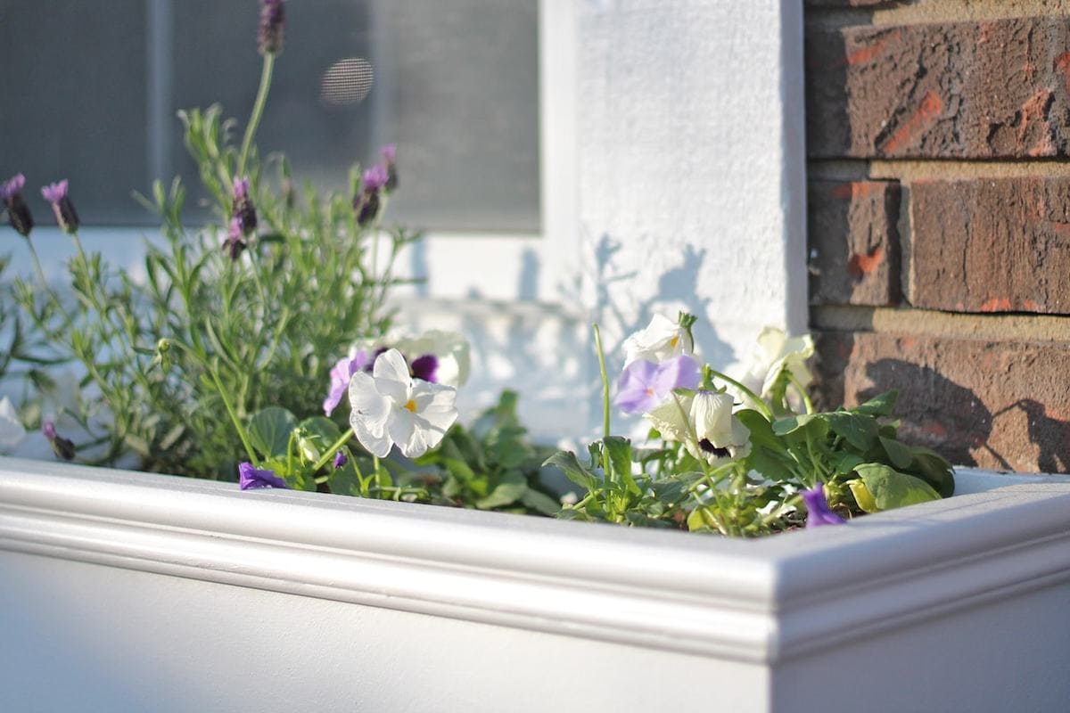 DIY wooden window boxes on the front of a house filled with pansies and lavender