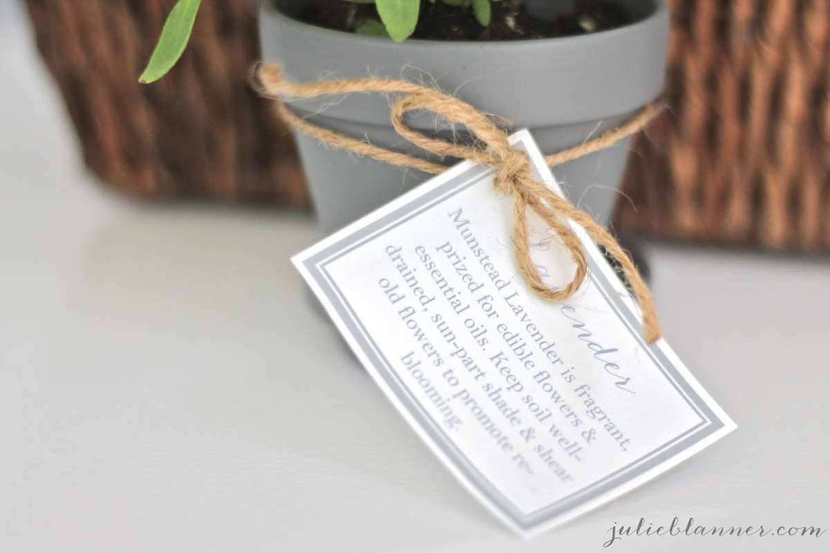A small pot of lavender for a housewarming gift