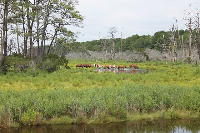 Wild horses spotted in a swampy area of Chincoteague Virginia.