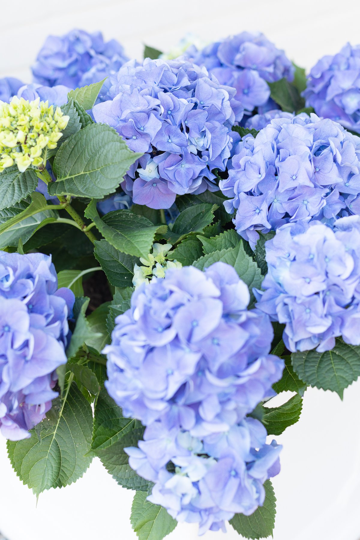 blue hydrangea blooms.