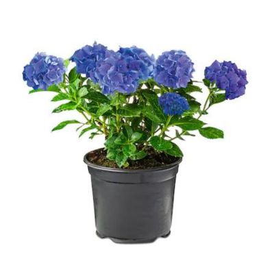 a blue hydrangea in a black plastic pot