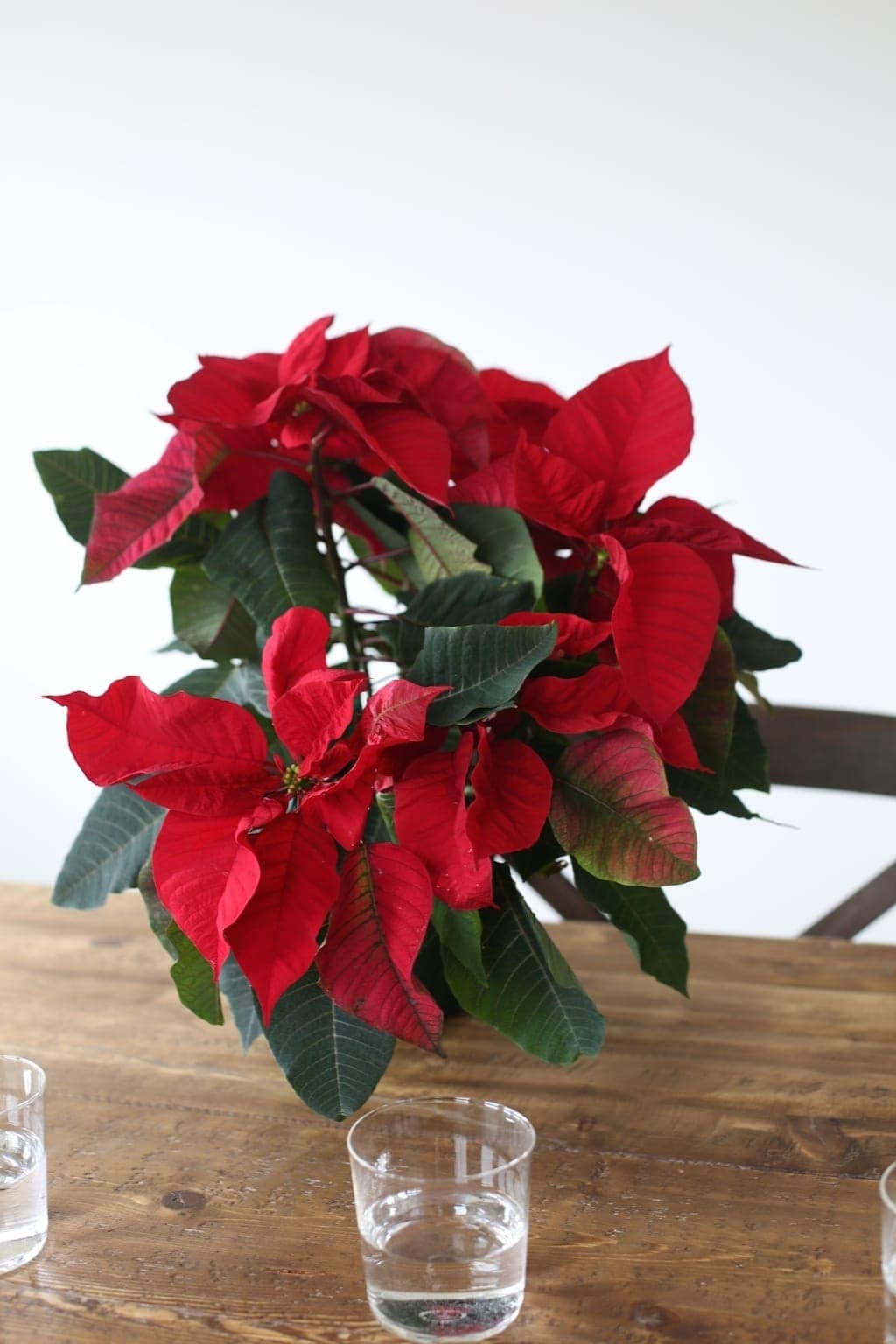 Get the recipe to create a gorgeous poinsettia centerpiece for just $5!