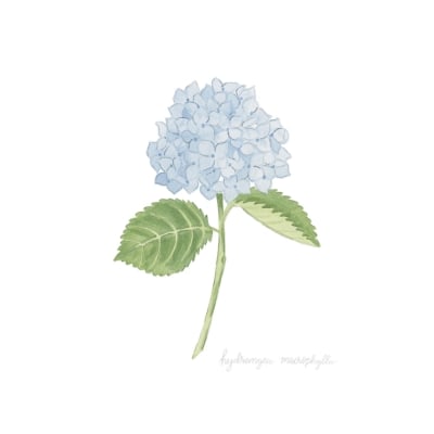 a blue hydrangea sketch from Etsy