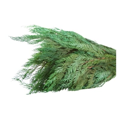 A bunch of green leaves on a white background, perfect for a Christmas candle centerpiece.
