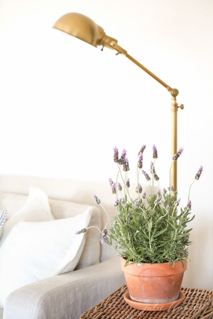 A clay pot full of English lavender on a basket side table in a living room.