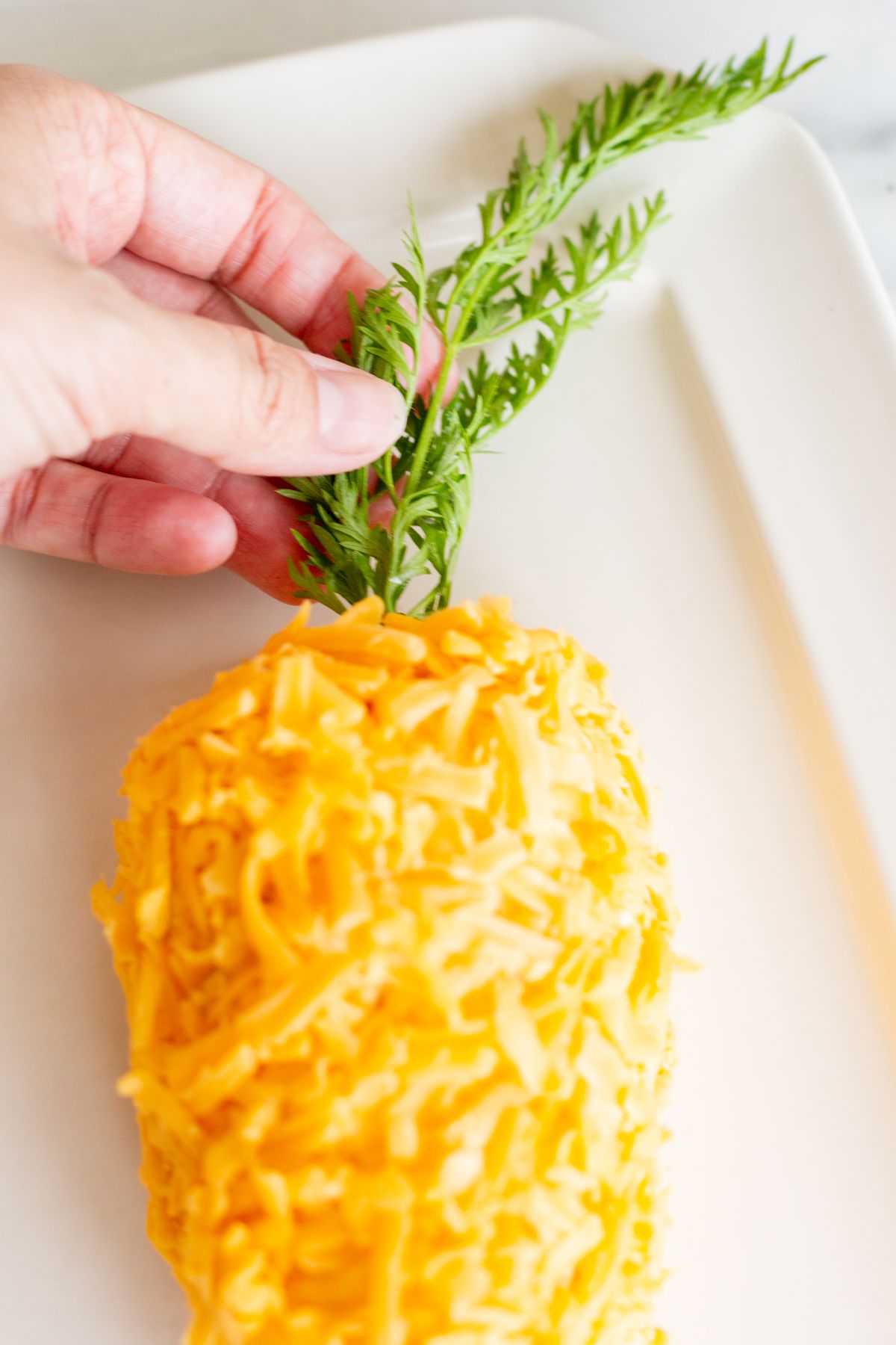 A carrot cheese ball on a white platter. A hand is placing the green stem of parsley.