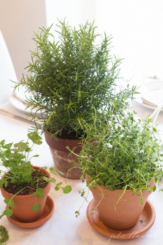 entertaining ideas - repurpose plants as centerpieces