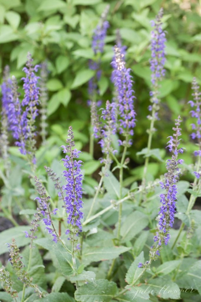 our garden filled with catmint, grasses, russian sage, lambs ear, roses and yarrow