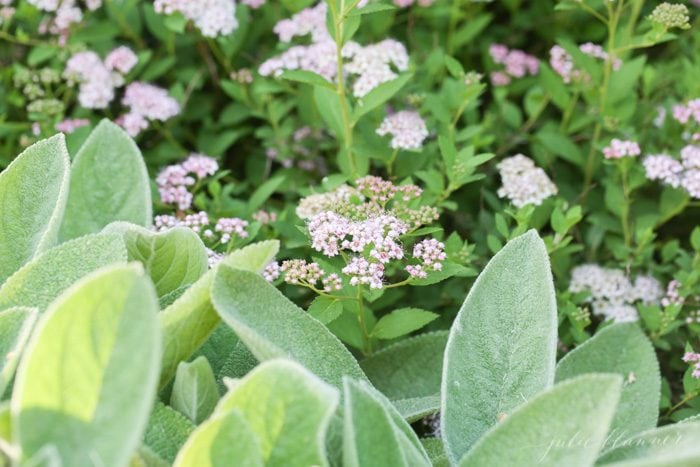 a cottage garden