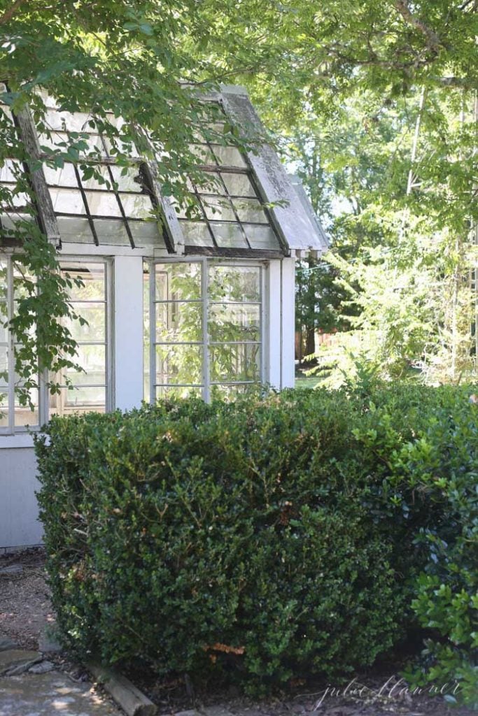 white rustic greenhouse with vines 