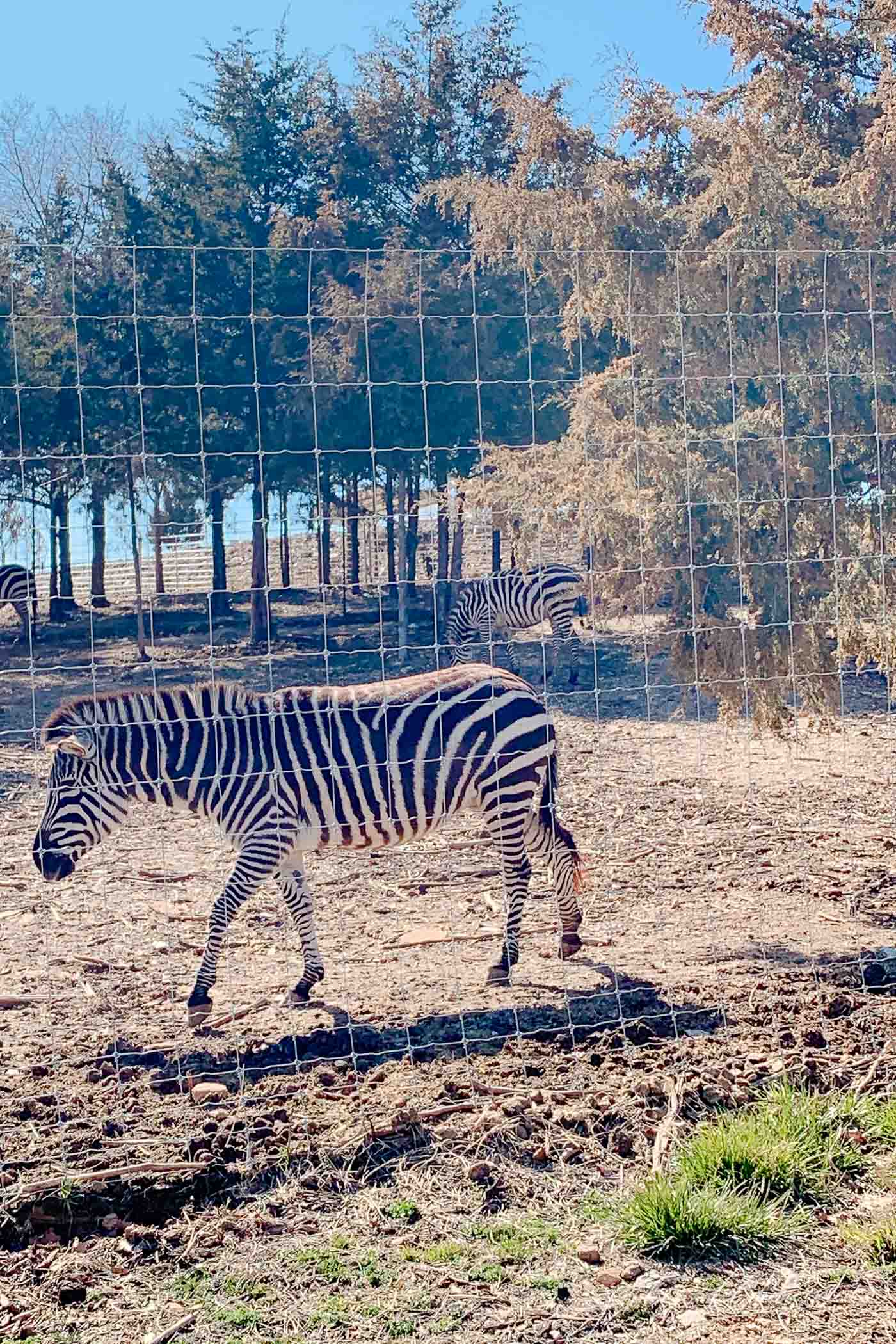 Zebras standing behind zoo fencing in Branson Missouri.