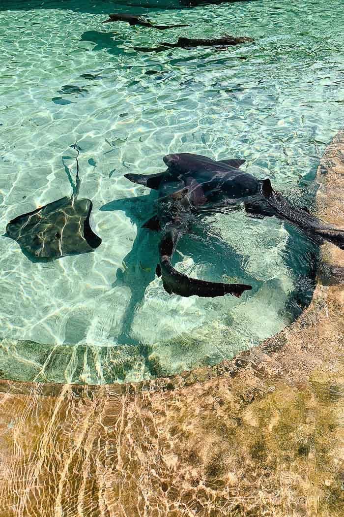 baha mar sharks