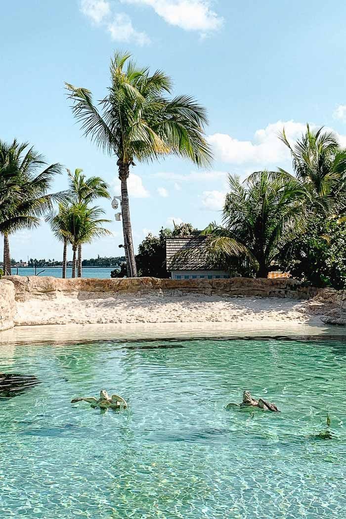 baha mar sanctuary sea turtles