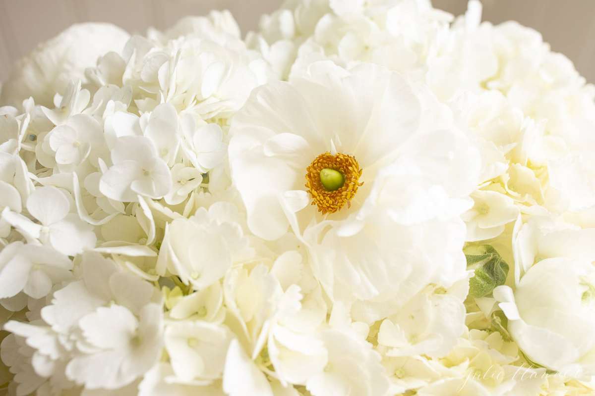 hydrangea