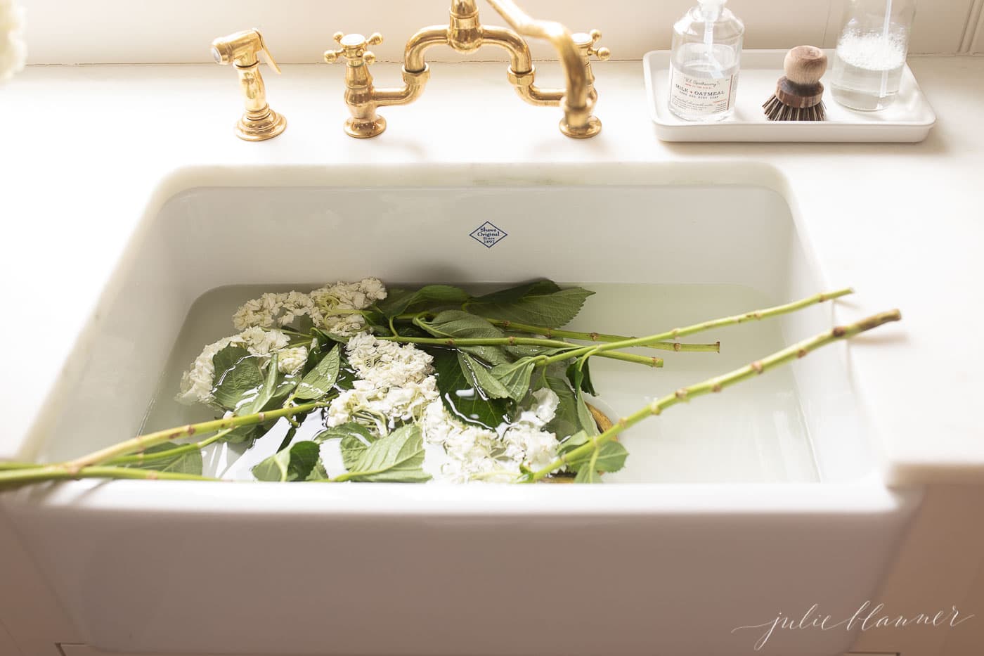 hydrangea soaking in the sink