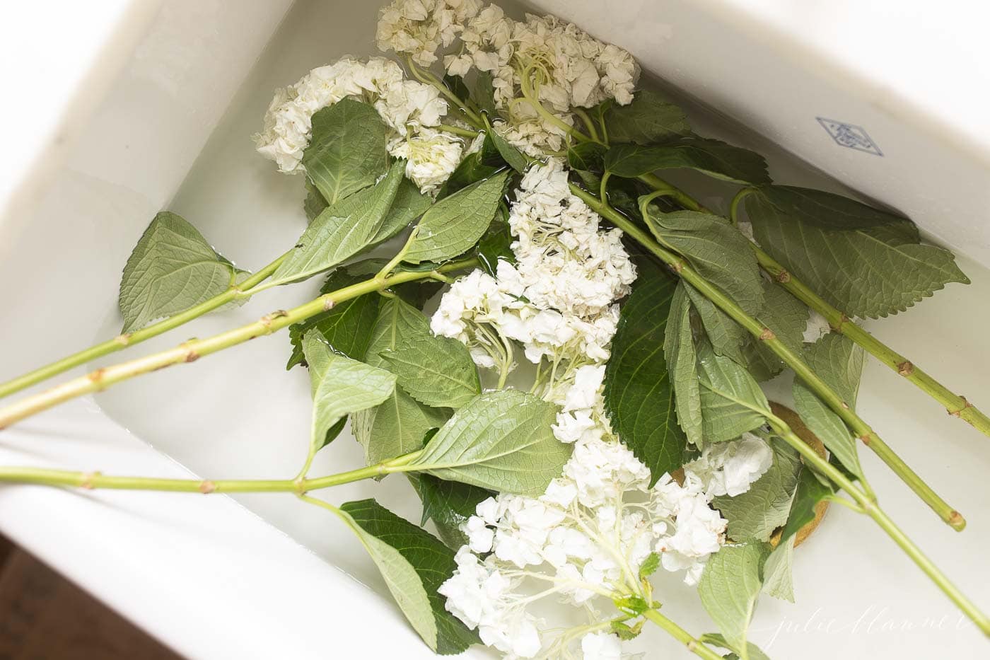 bringing hydrangea back to life in water