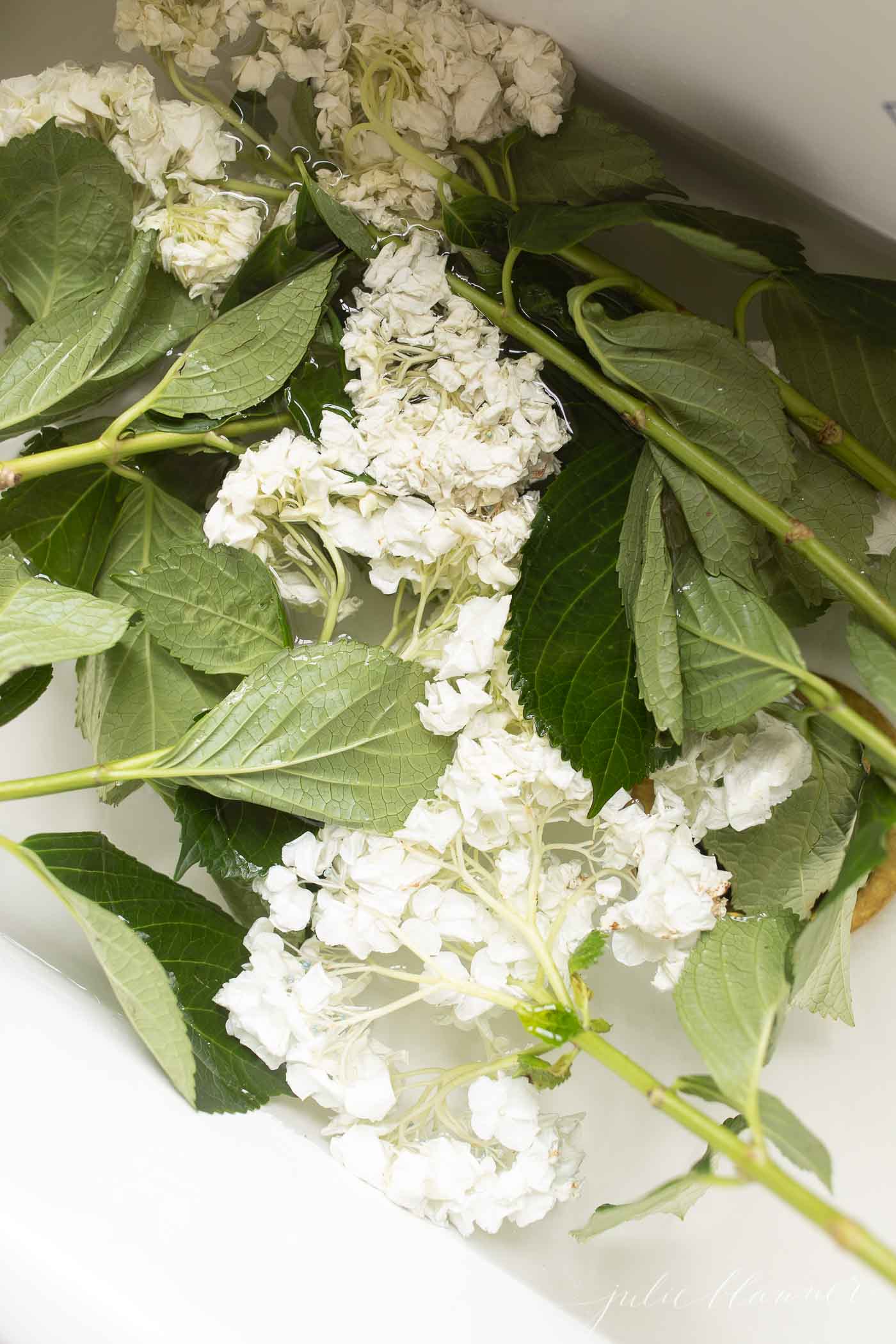 wilted hydrangea