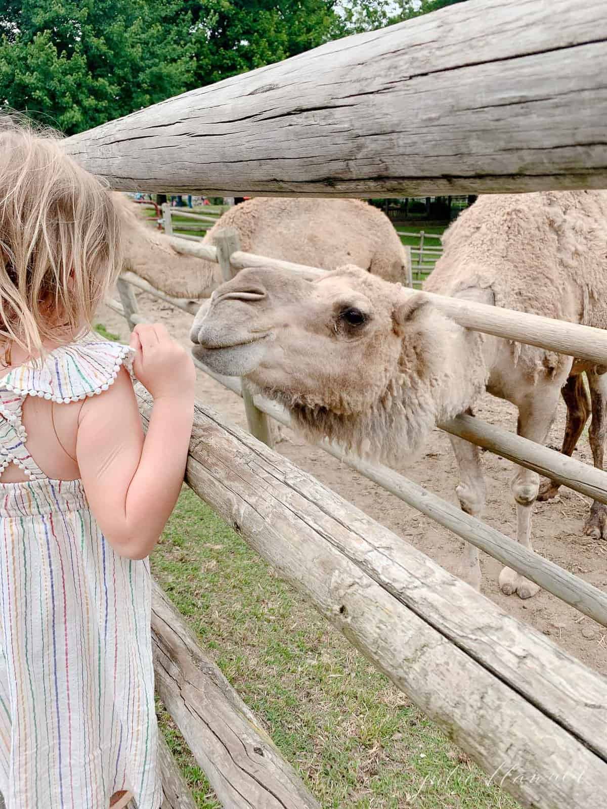 Little girl at the Grant's farm petting zoo in St. Louis.