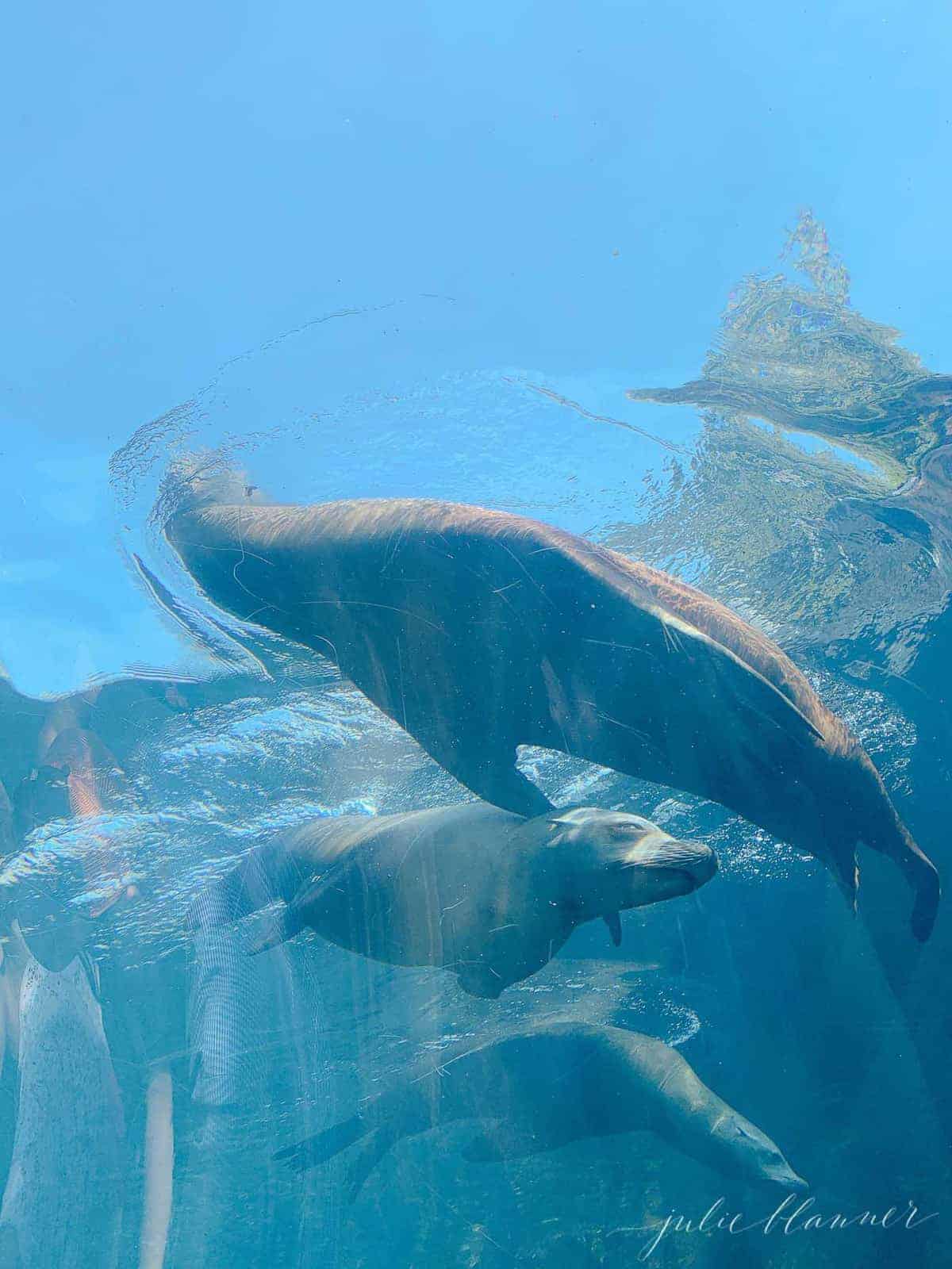 Underwater image at the St. Louis Zoo