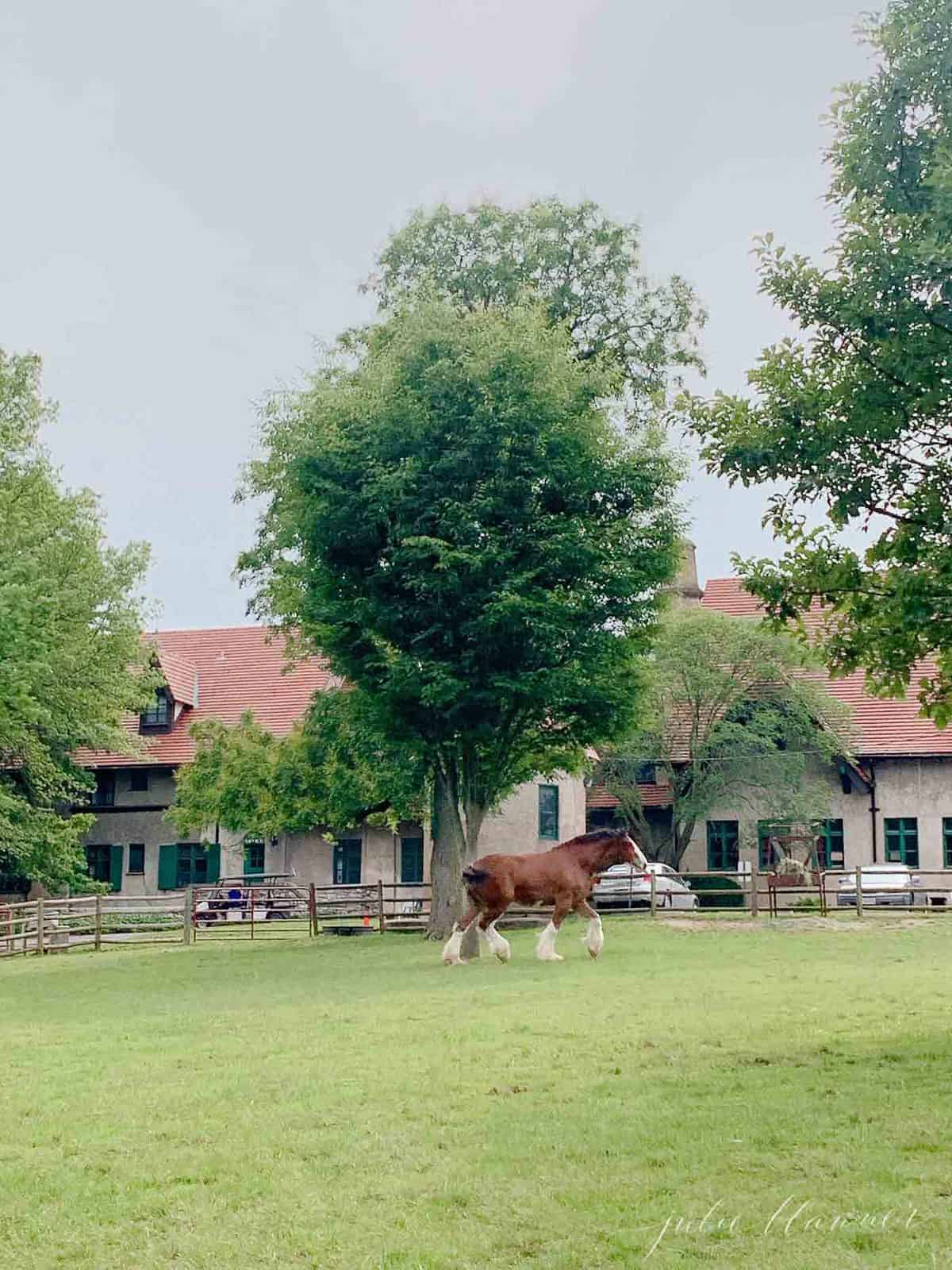 World famous Clydesdale horse at Grant's Farm in St. Louis.