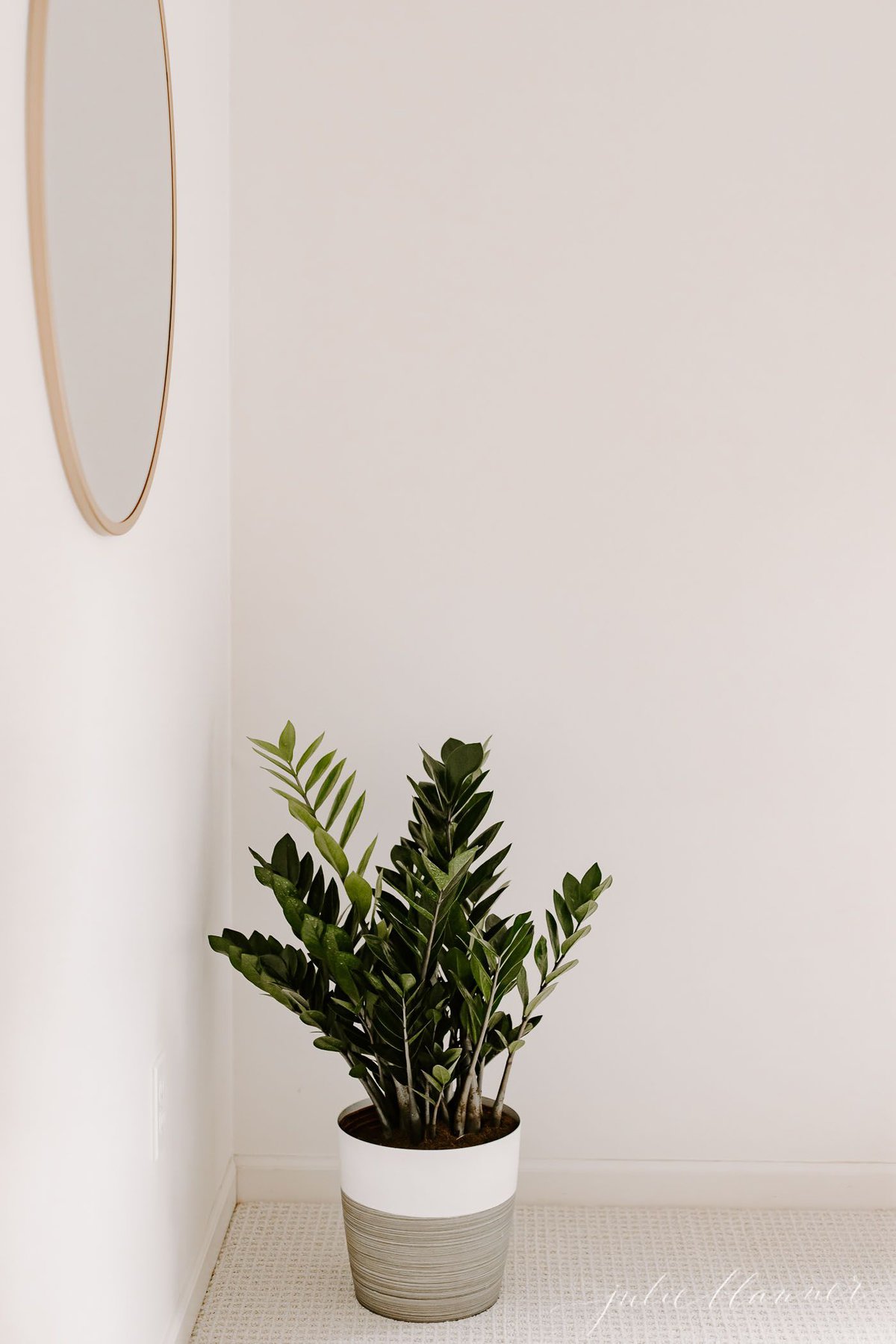 A zz plant on the floor of a white bedroom