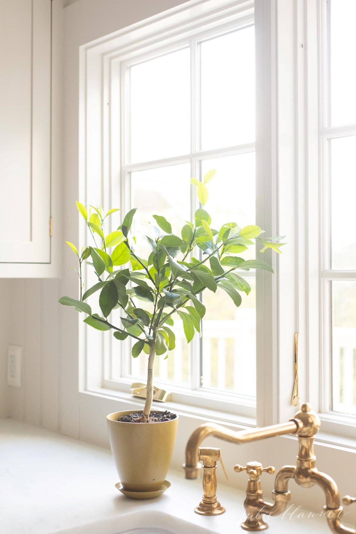 A meyer lemon tree in a pot by a kitchen sink with a brass faucet.