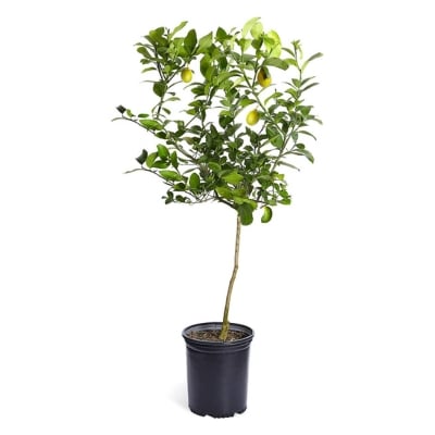 a meyer lemon tree against a white background.