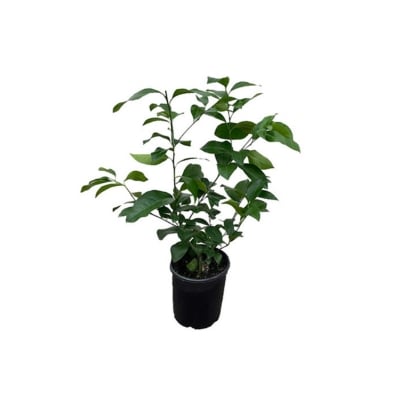 a meyer lemon tree against a white background.