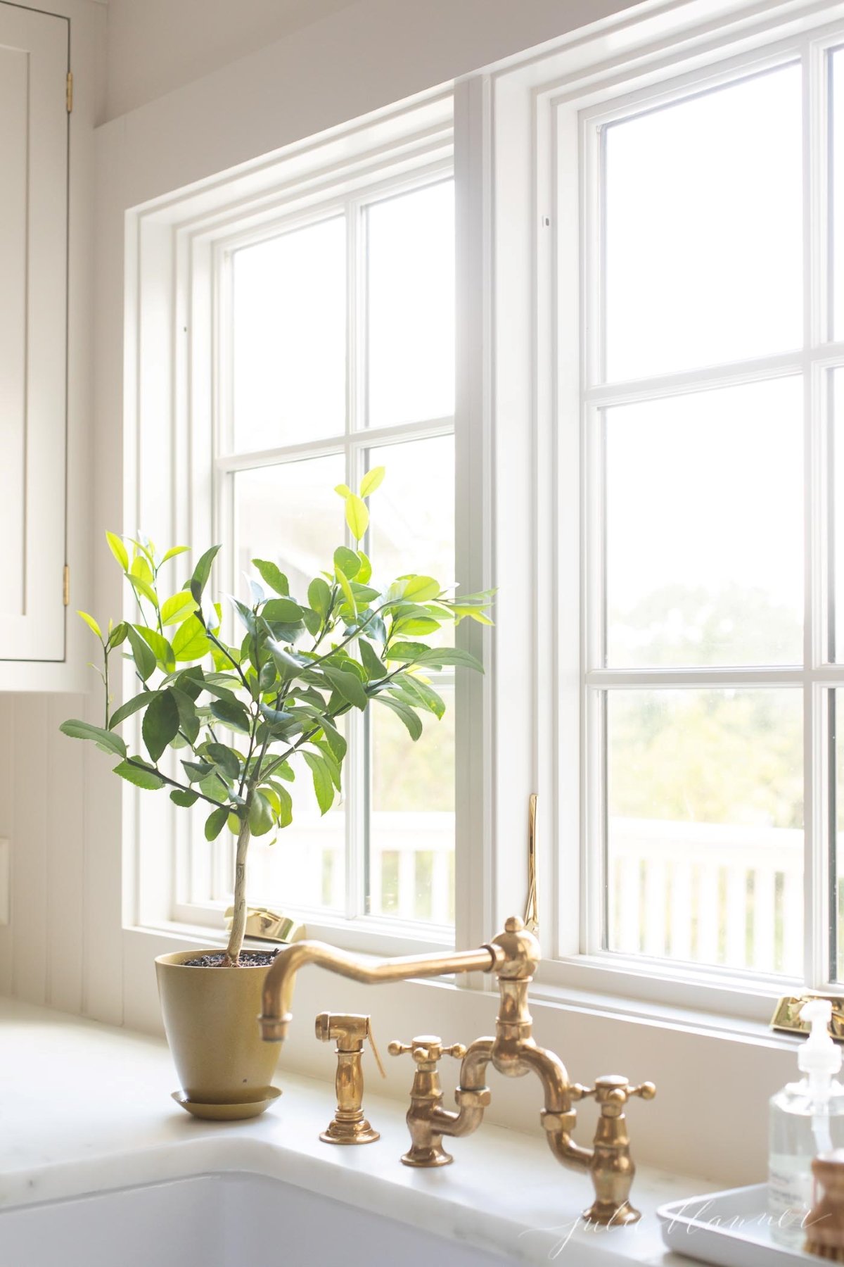 A meyer lemon tree in a pot by a kitchen sink with a brass faucet.