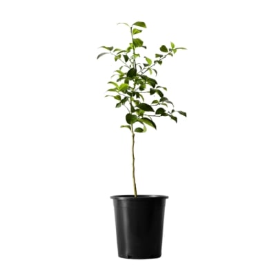 a meyer lemon tree against a white background.