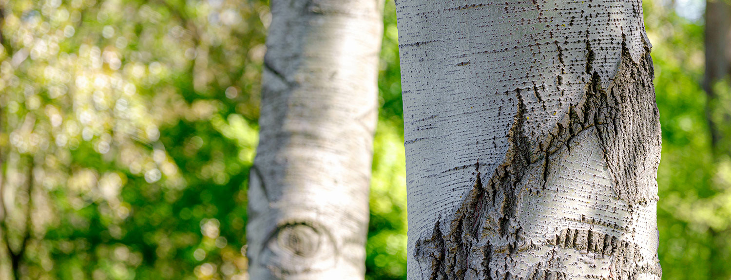 Bark Extracts in Skin Care