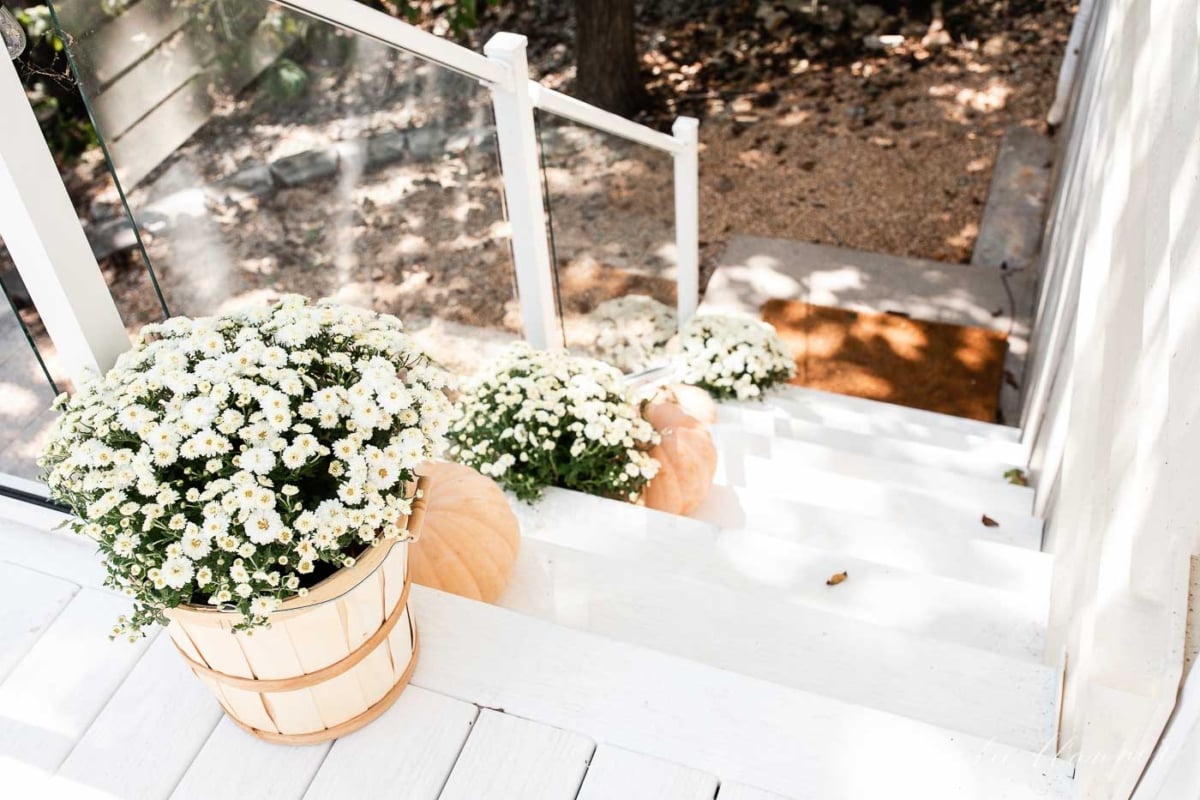 Fall porch decor on white steps, with pumpkins and mums down the steps.