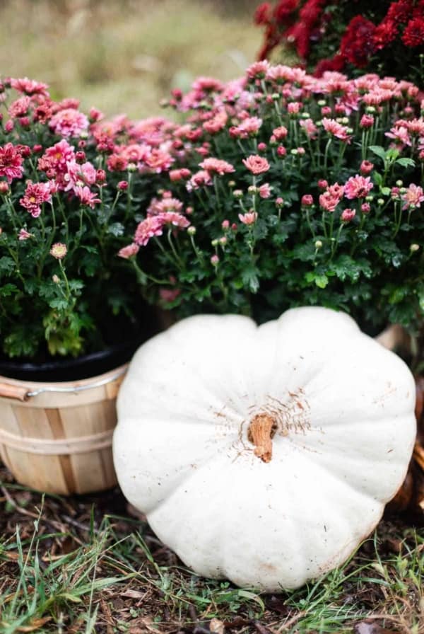 white heart shaped pumpkin resting on mums in bushel baskets