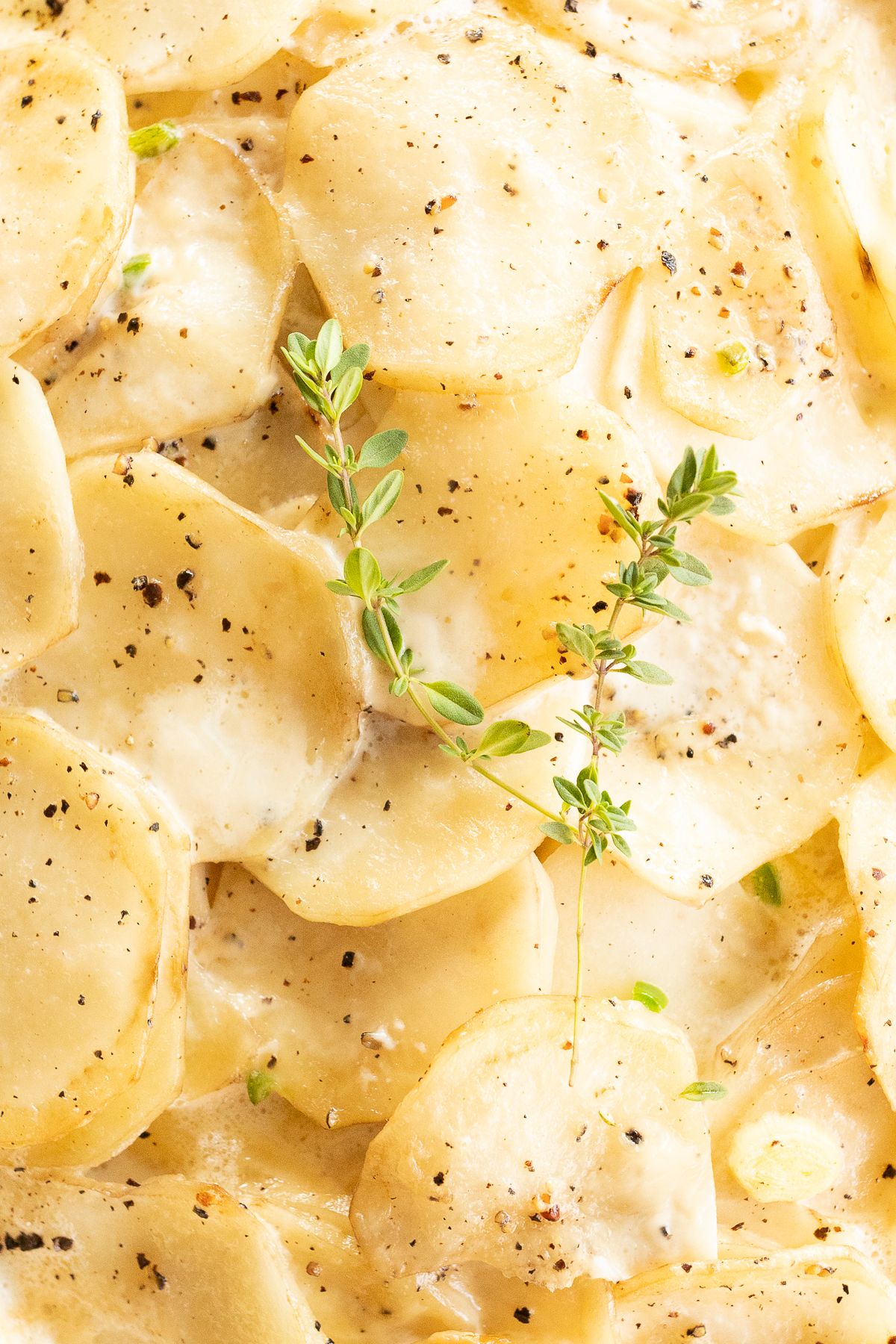 Close up of gratin dauphinoise potatoes garnished with fresh thyme