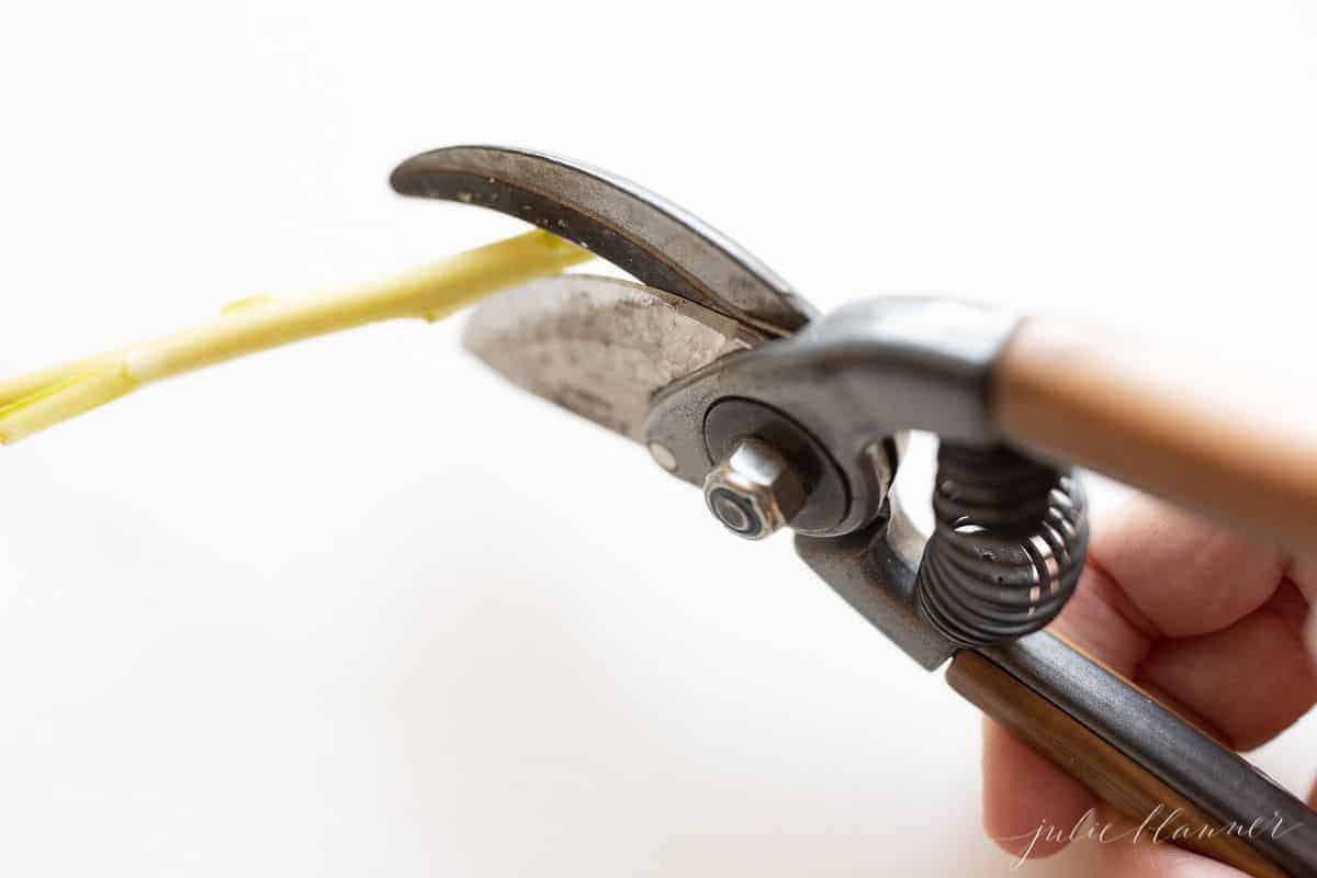 A pair of floral clippers cutting into the end of a stock flower stem.