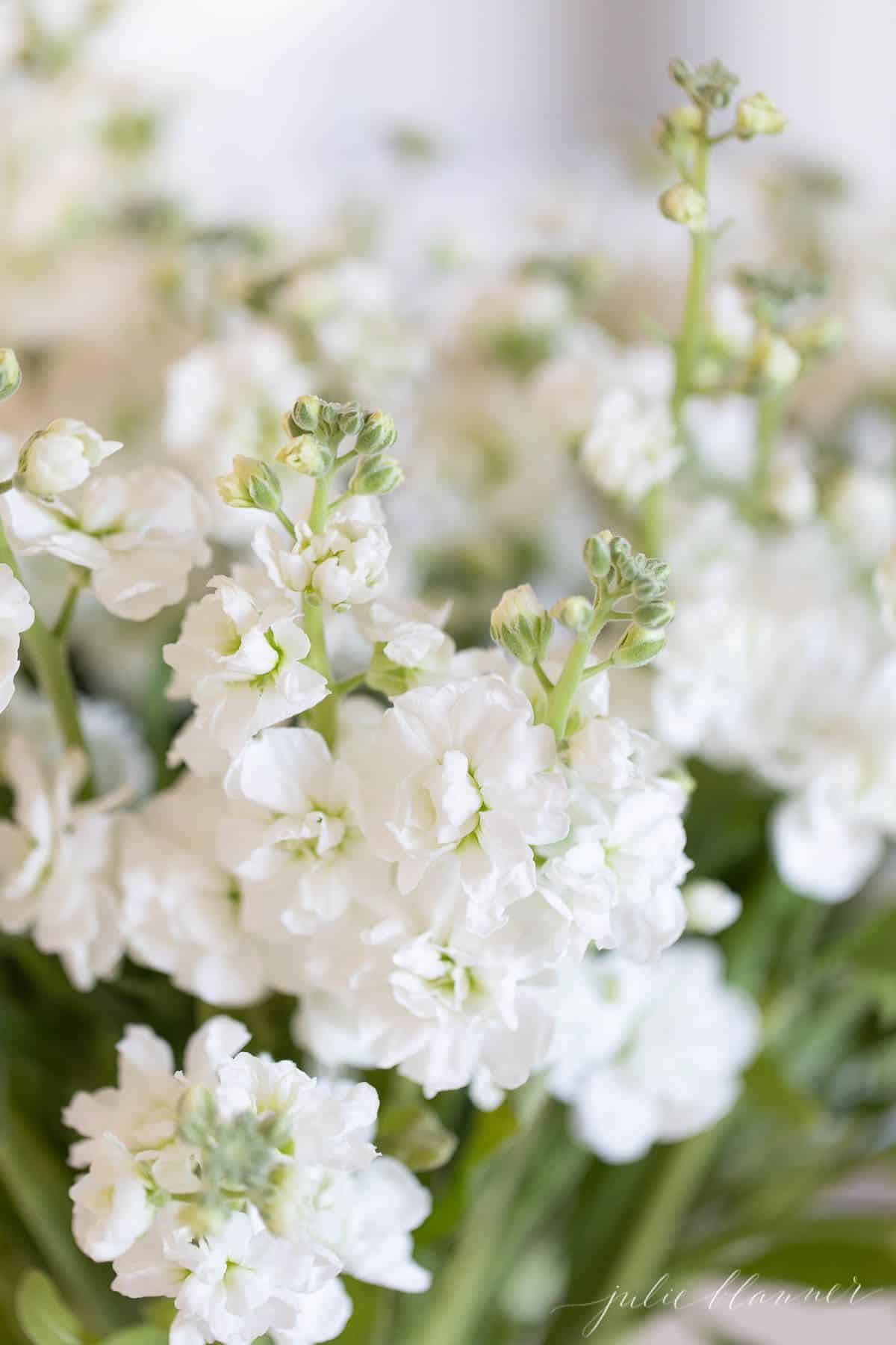 Close up of white stock flowers.