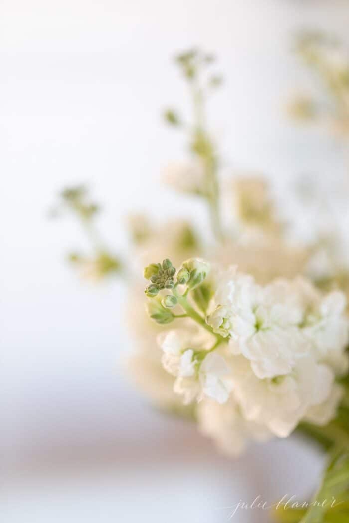 Close up of white stock flowers on a marble surface.