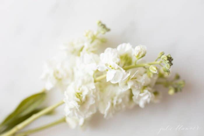 Close up of white stock flowers on a marble surface.