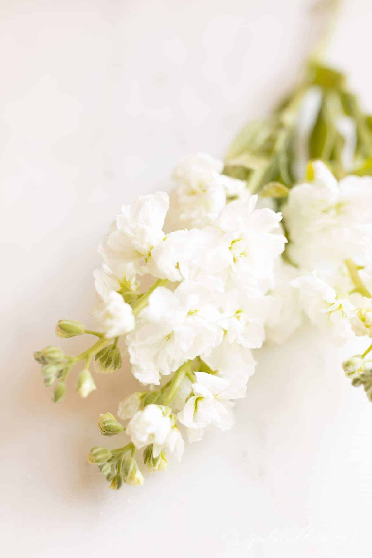 Close up of white stock flowers on a marble surface.