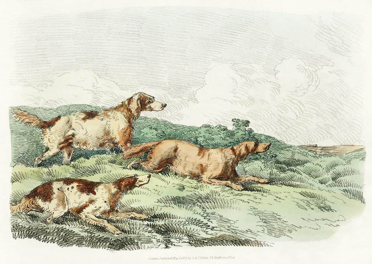 sketch of 3 dogs in green grass