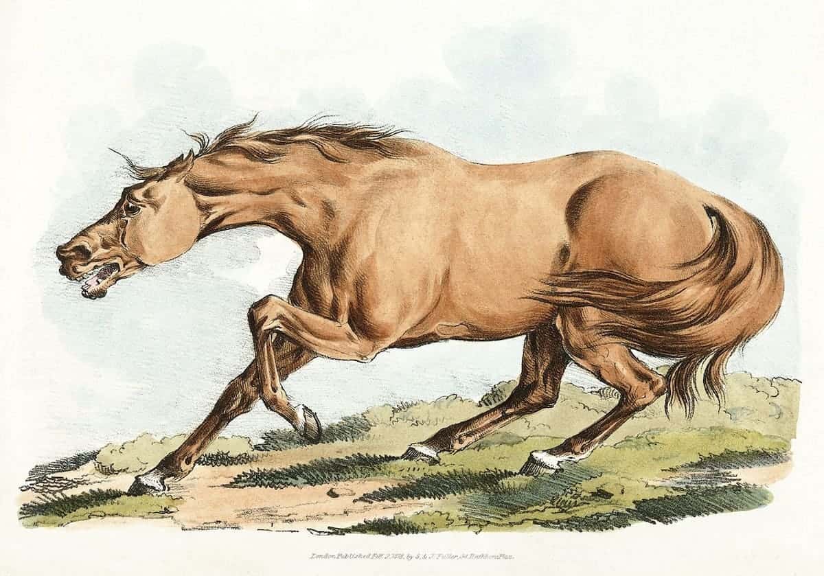 hand drawn picture of a horse