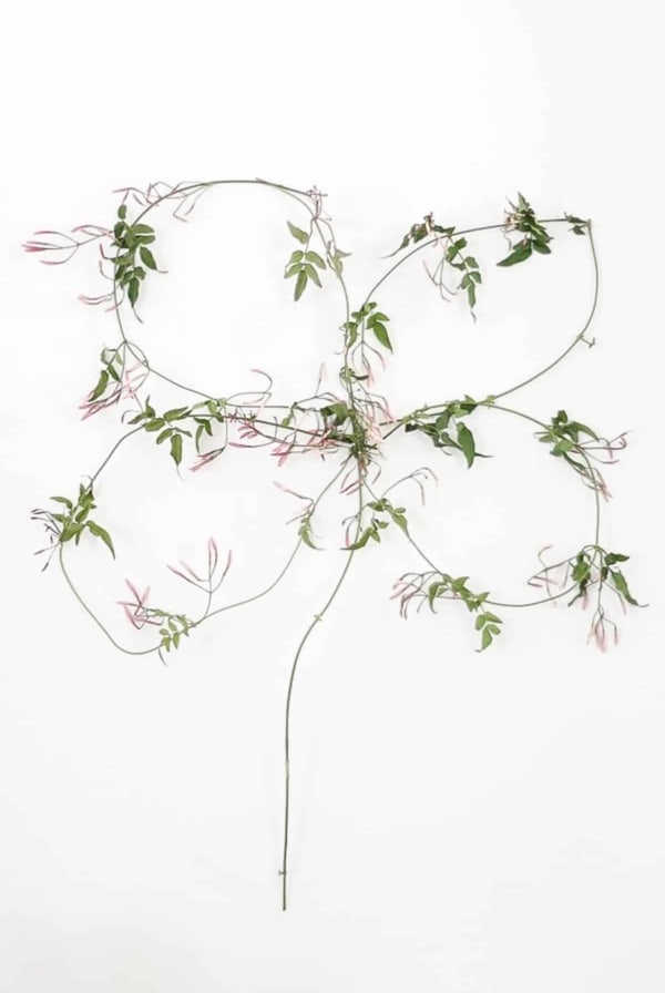 four leaf clover made from jasmine