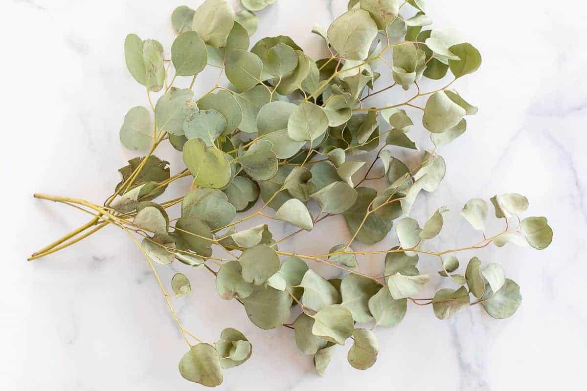 Stems of fresh eucalyptus in the drying stage, on a marble surface.