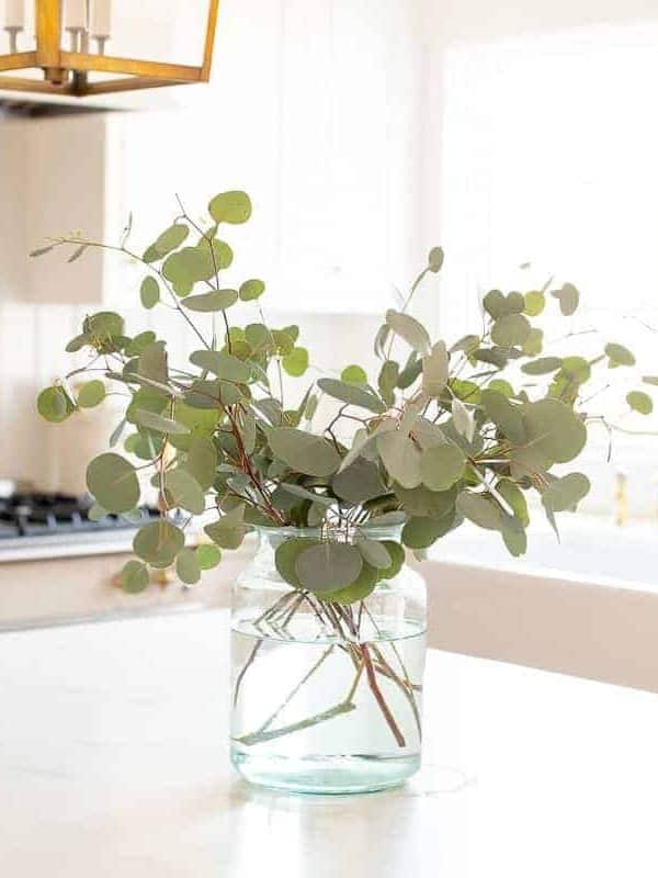 A clear glass vase on the island of a white kitchen, filled with silver dollar eucalyptus.