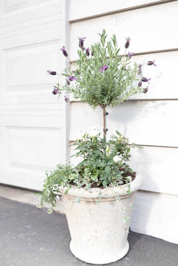 A blooming lavender topiary in front of garage doors.