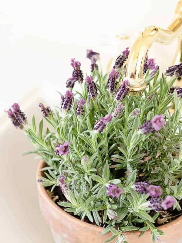 Lavandula Stoechas (French lavender) in a clay pot being watered in a white sink.