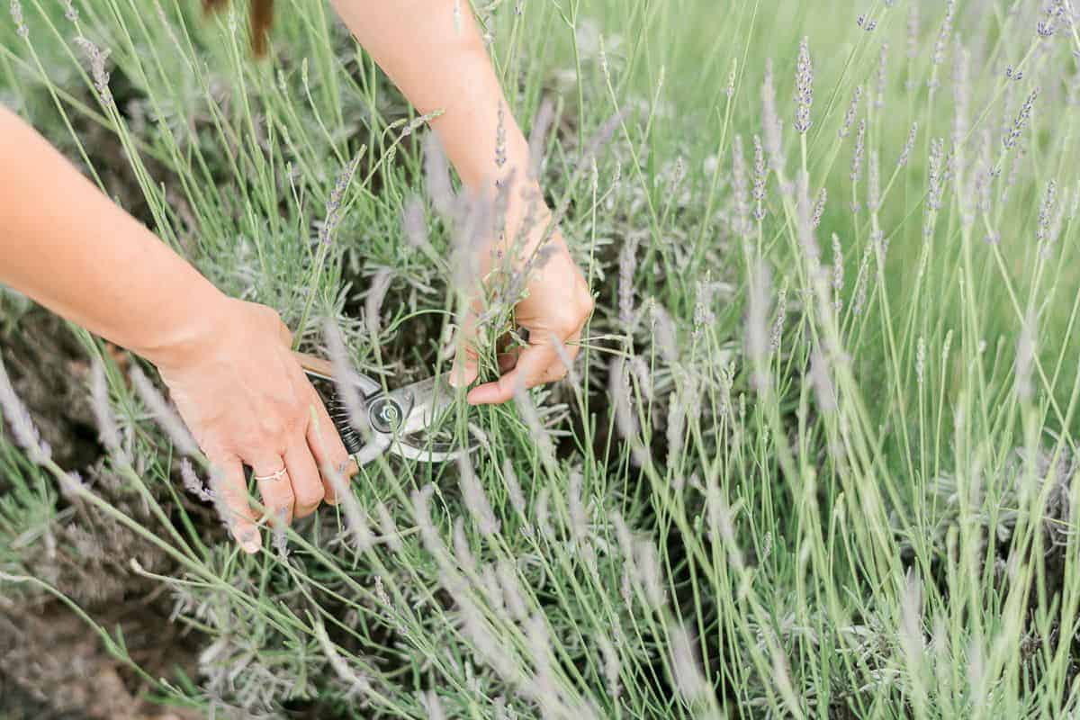 Hands cutting from a bush of English lavender (also called lavandula angustifolia)